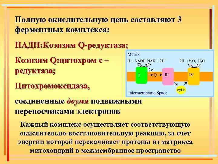 Полную окислительную цепь составляют 3 ферментных комплекса: НАДН: Коэнзим Q-редуктаза; Коэнзим Q: цитохром с