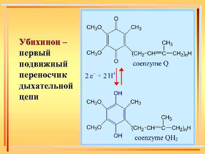 Убихинон – первый подвижный переносчик дыхательной цепи 