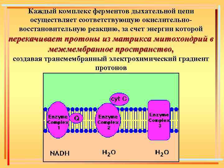 Схема полной дыхательной цепи