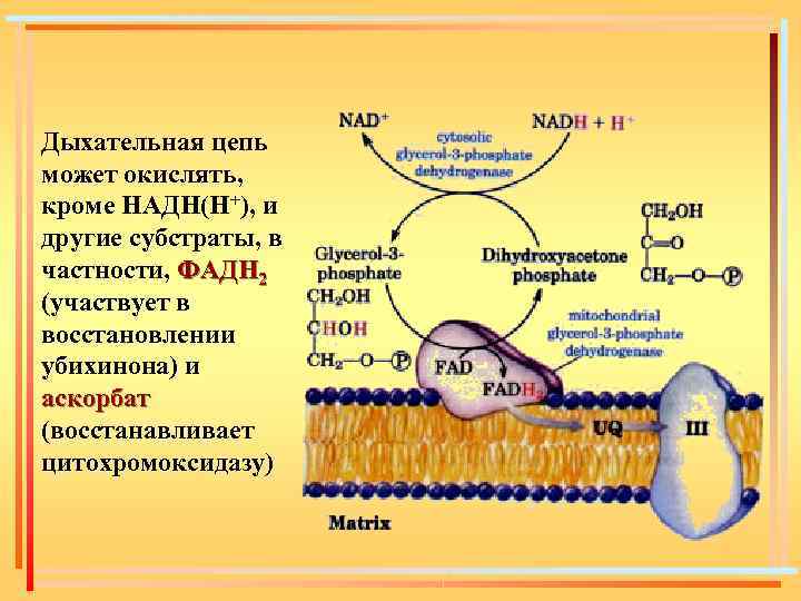 Дыхательная цепь может окислять, кроме НАДН(Н+), и другие субстраты, в частности, ФАДН 2 (участвует