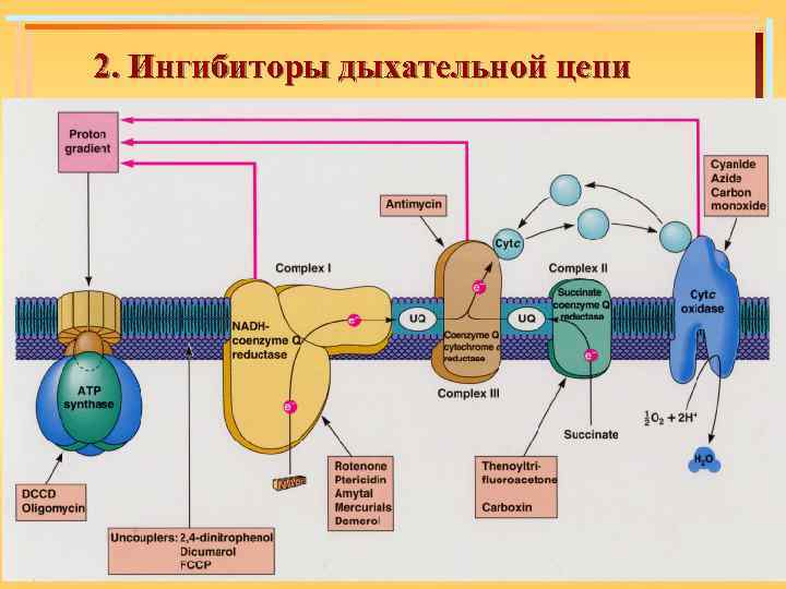 2. Ингибиторы дыхательной цепи 