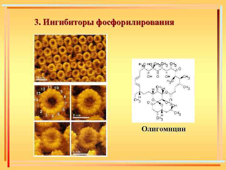 3. Ингибиторы фосфорилирования Олигомицин 