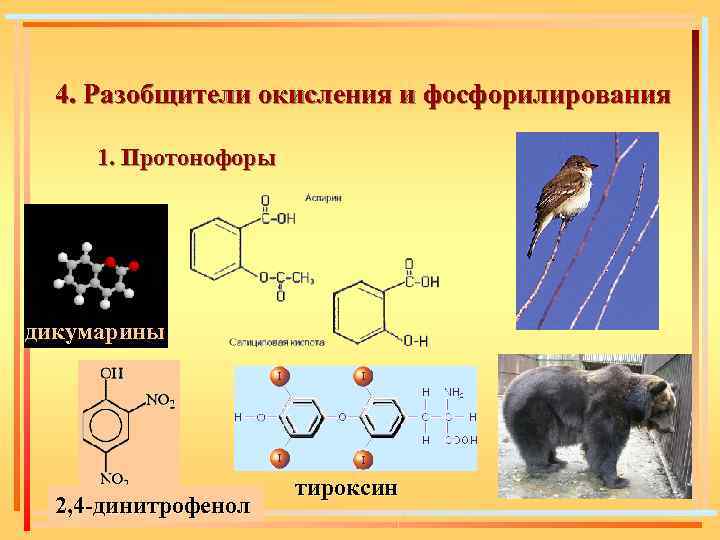 Образование вещества в живом организме. Разобщители окисления и фосфорилирования. Разобщители окислительного фосфорилирования. Разобщение окисления и фосфорилирования. Протонофоры биохимия.