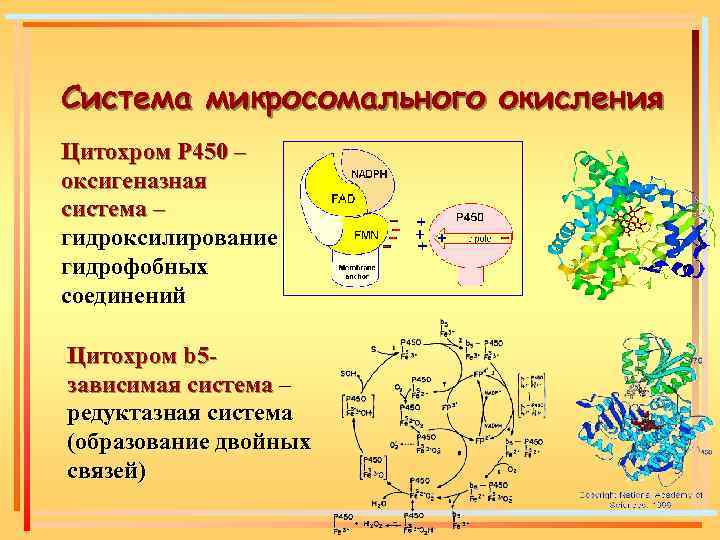 Схема редуктазной цепи окисления в микросомах