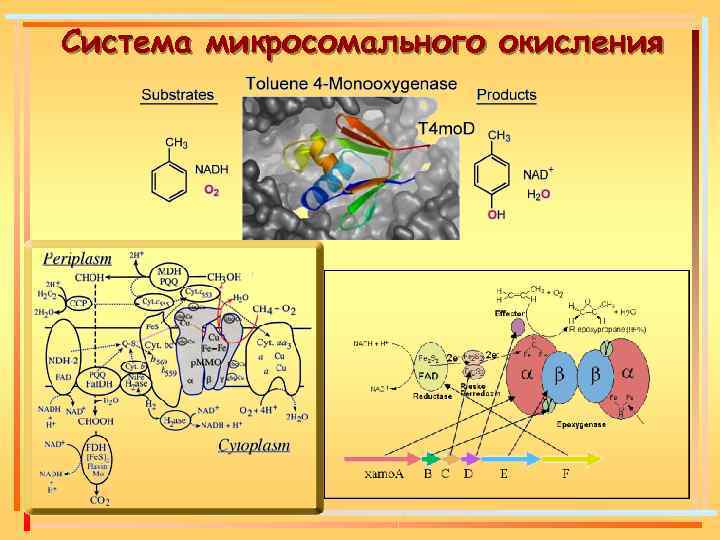 Система микросомального окисления 