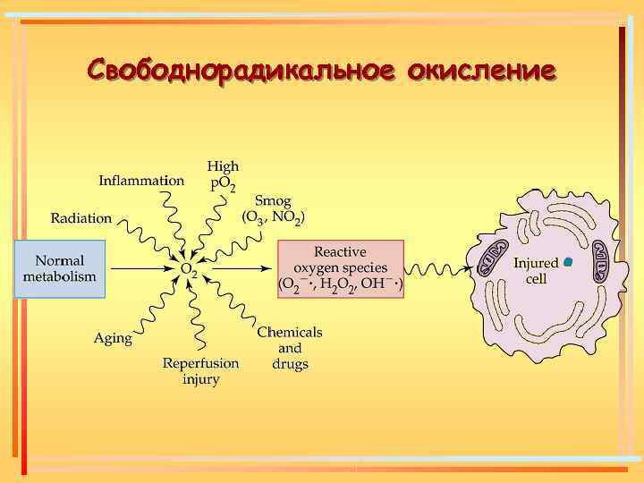 Свободнорадикальное окисление схема