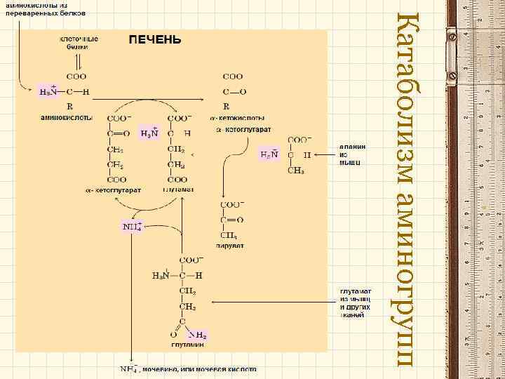 Катаболизм аминогрупп 