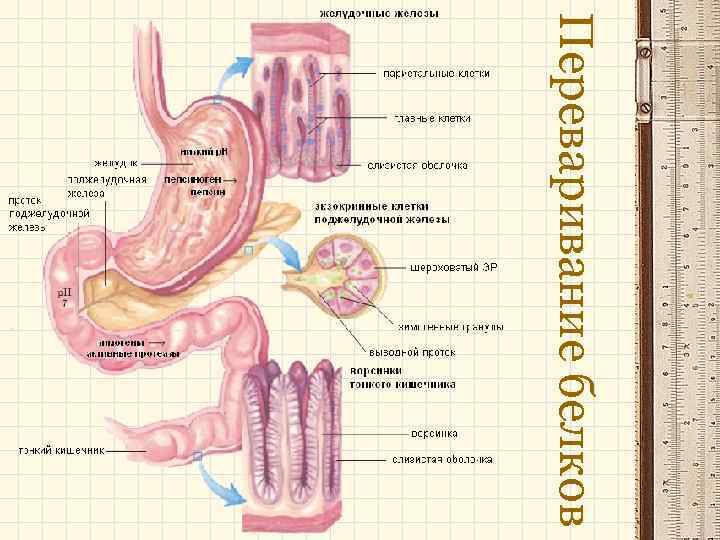 Переваривание белков 