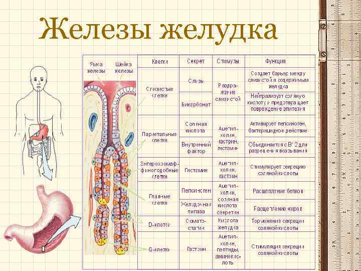 Какие железы расположены в желудке
