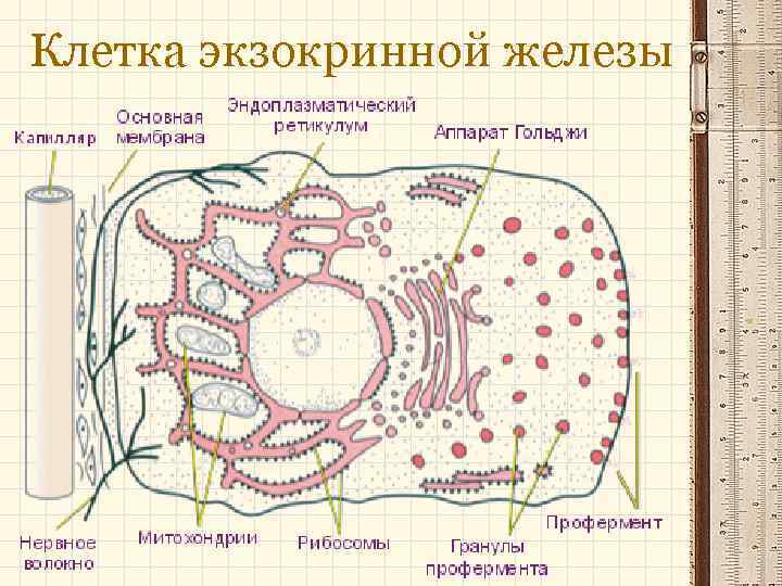Клетка экзокринной железы 