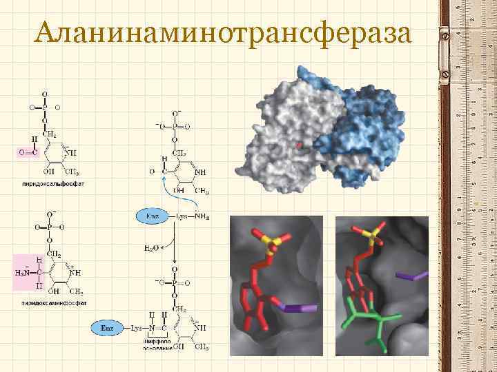 Аланинаминотрансфераза 