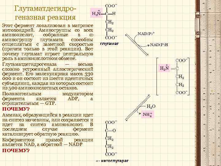 Глутаматдегидрогеназная реакция Этот фермент локализован в матриксе митохондрий. Аминогруппы со всех аминокислот, собранные в