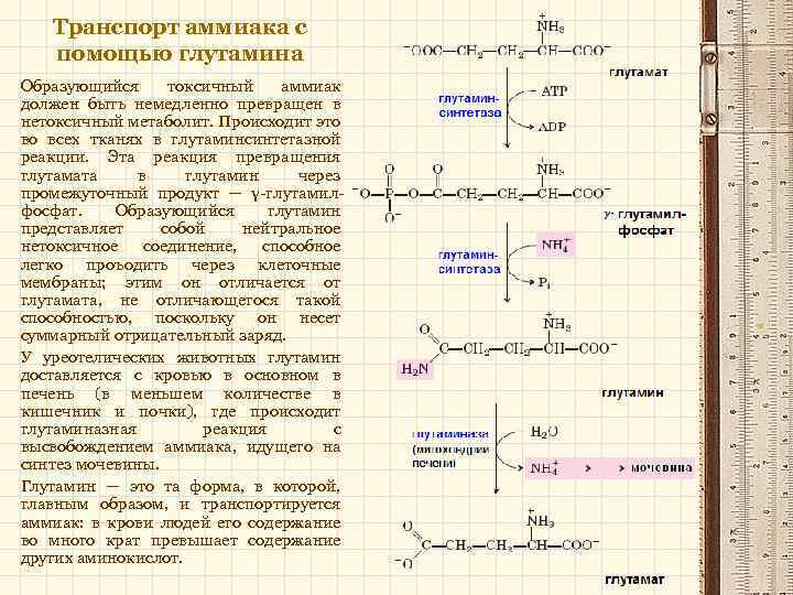 Схема транспорта аммиака из нервной ткани в печень