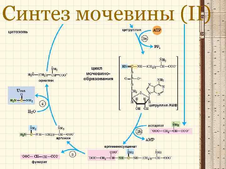 Синтез мочевины (ІІ) 