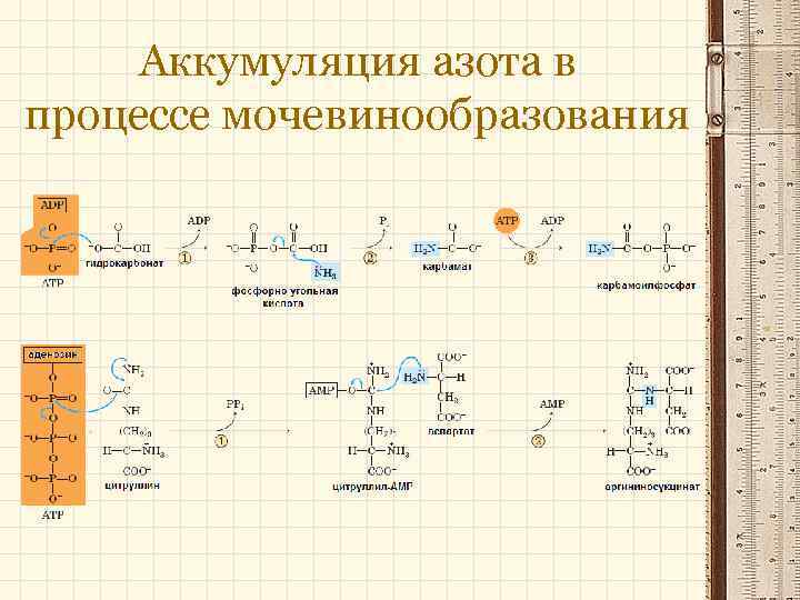 Аккумуляция азота в процессе мочевинообразования 