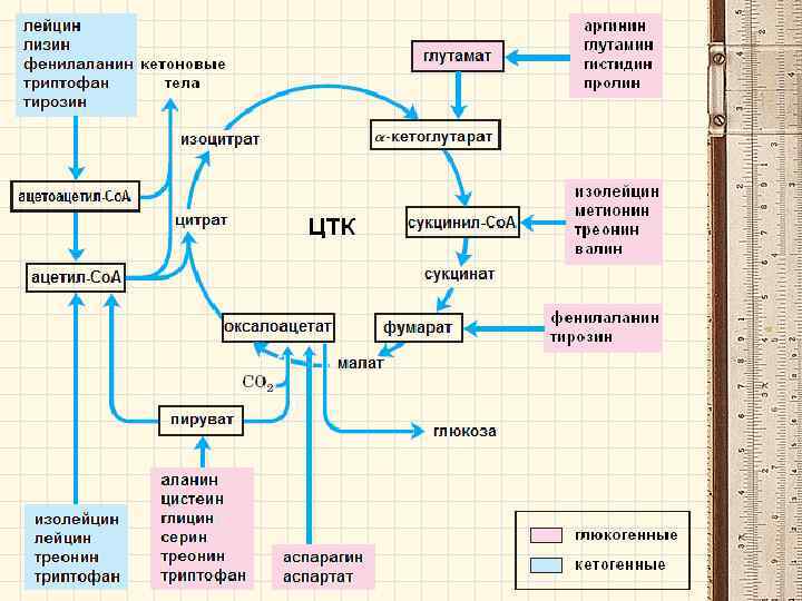 Кетогенные аминокислоты. Общая схема катаболизма аминокислот. Основные этапы катаболизма аминокислот. Катаболизм разветвленных аминокислот биохимия. Начальный этап катаболизма аминокислот.