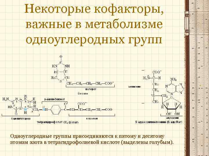 Некоторые кофакторы, важные в метаболизме одноуглеродных групп Одноуглеродные группы присоединяются к пятому и десятому
