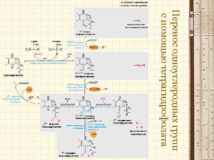Перенос одноуглеродных групп с помощью тетрагидрофолата 