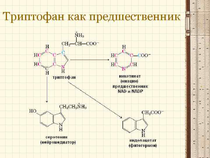 Триптофан как предшественник 