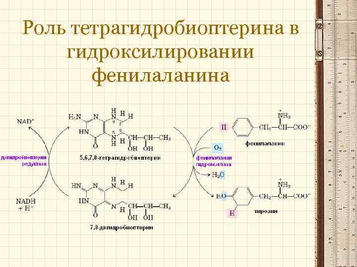 Роль тетрагидробиоптерина в гидроксилировании фенилаланина 