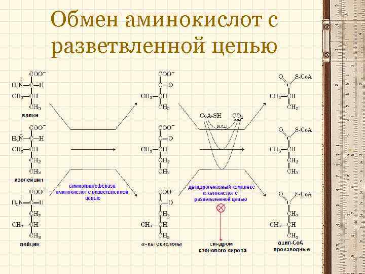 Обмен аминокислот с разветвленной цепью 