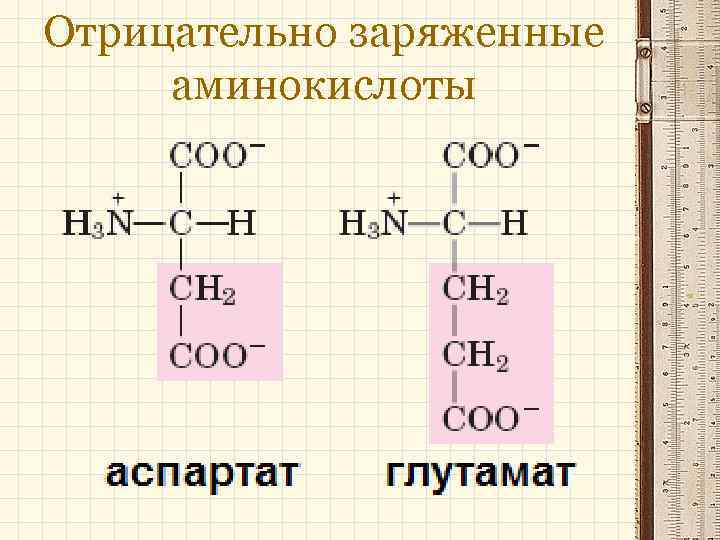 Отрицательно. Полярные заряженные аминокислоты. Полярная отрицательно заряженная аминокислота. Отрицательно заряженные аминокислоты. Отриуательнозаряженные аминокислоты.