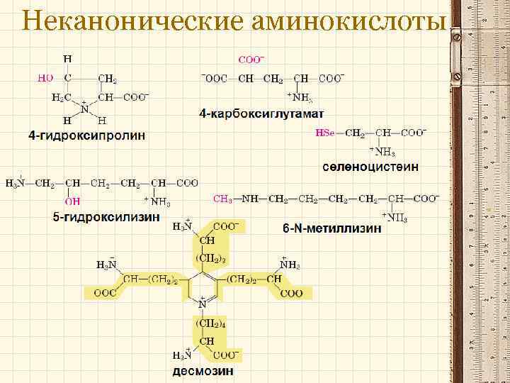 Неканонические аминокислоты 