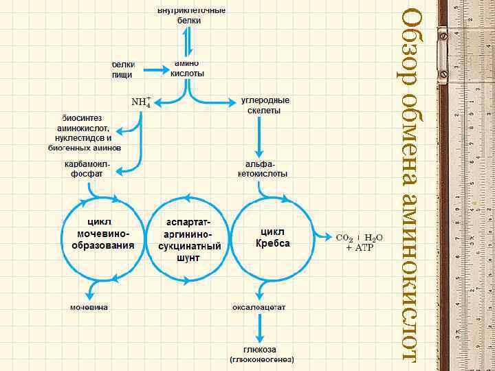 Обзор обмена аминокислот 