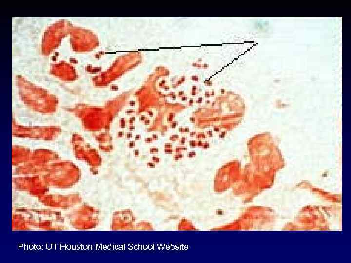 Photo: UT Houston Medical School Website 