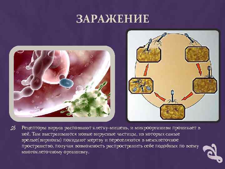 ЗАРАЖЕНИЕ Рецепторы вируса распознают клетку-мишень, и микроорганизм проникает в неё. Там выстраиваются новые вирусные
