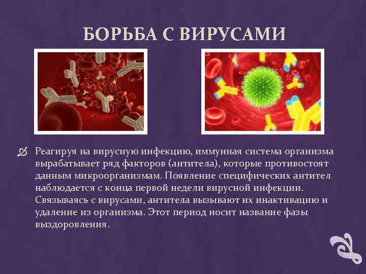 БОРЬБА С ВИРУСАМИ Реагируя на вирусную инфекцию, иммунная система организма вырабатывает ряд факторов (антитела),