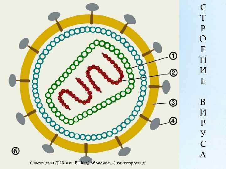 С Т Р О Е Н И Е В И Р У С А