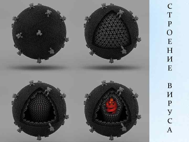 С Т Р О Е Н И Е В И Р У С А