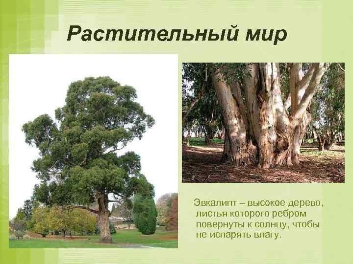 Растительный мир Эвкалипт – высокое дерево, листья которого ребром повернуты к солнцу, чтобы не