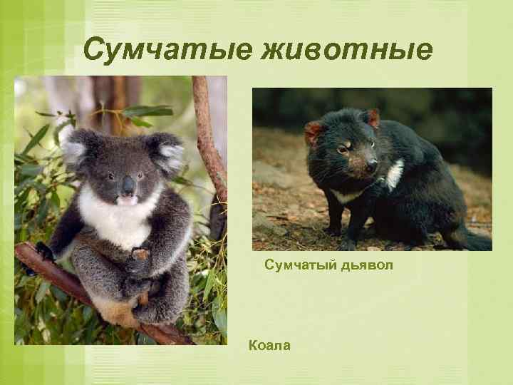 Сумчатые животные Сумчатый дьявол Коала 