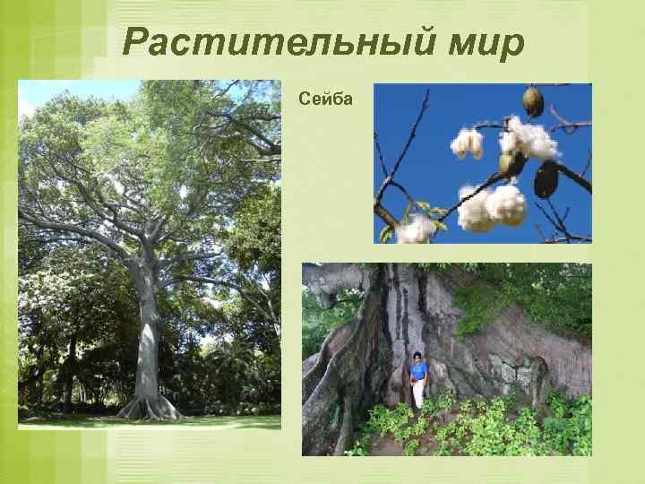 Растительный мир Сейба 