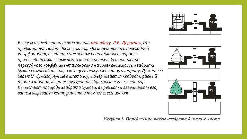 В своем исследовании использовала методику Л. В. Дорогань, где предварительно для древесной породы определяется