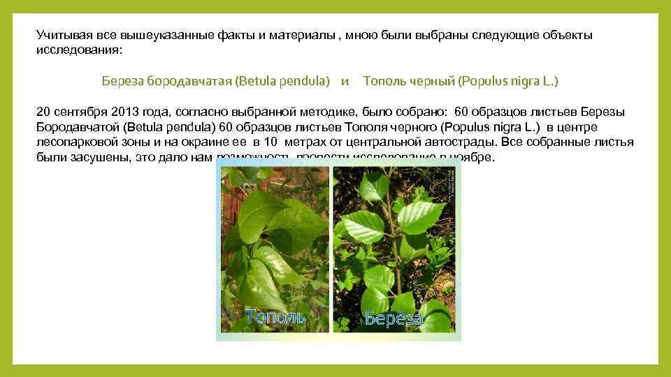 Учитывая все вышеуказанные факты и материалы , мною были выбраны следующие объекты исследования: Береза