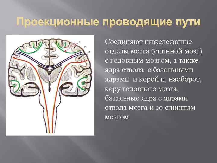 Проекционные проводящие пути Соединяют нижележащие отделы мозга (спинной мозг) с головным мозгом, а также