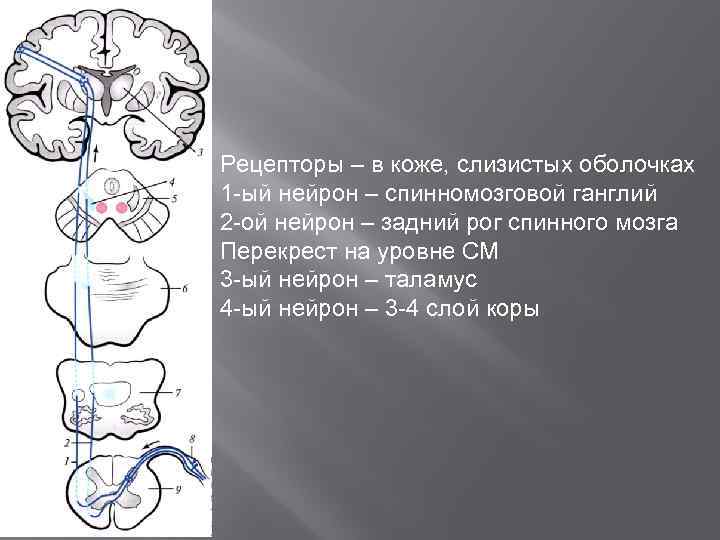 Проводящие пути рисунки