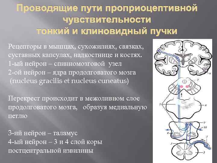 Блок схема болевого тактильного и проприоцептивного анализаторов