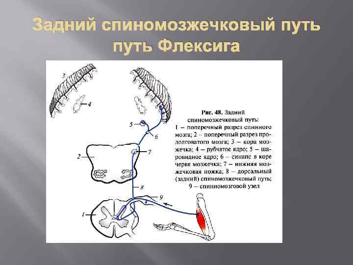 Задний спиномозжечковый путь Флексига 