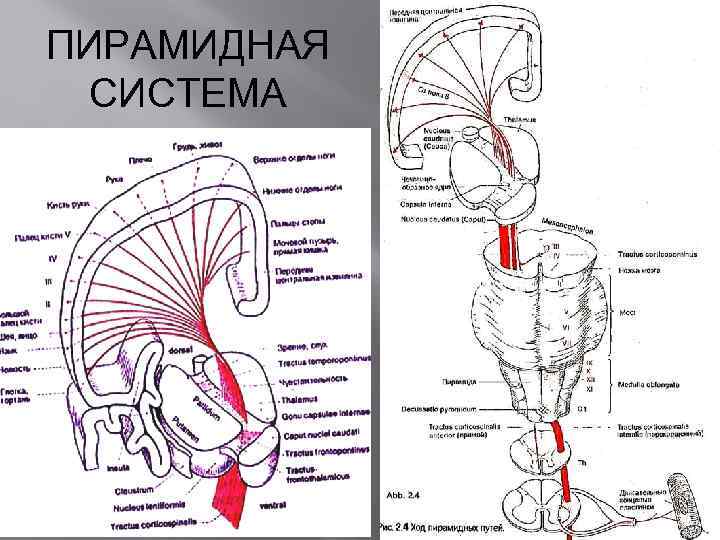 ПИРАМИДНАЯ СИСТЕМА 