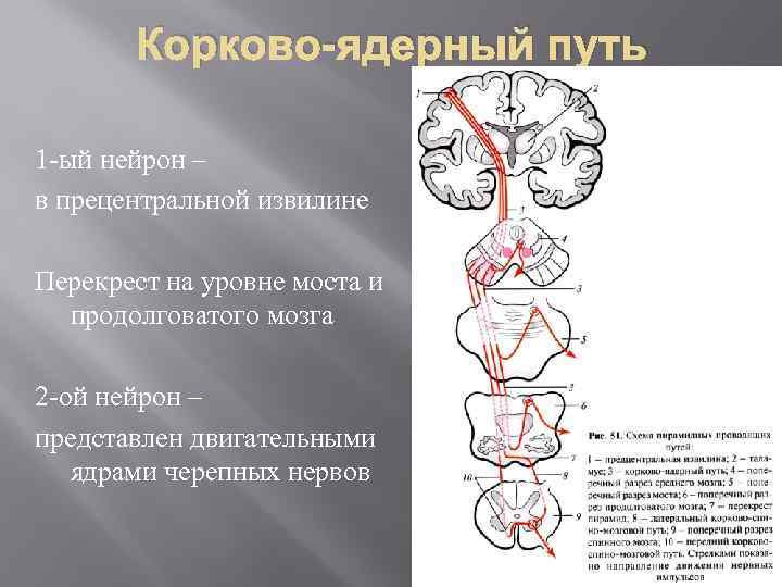 Корково-ядерный путь 1 -ый нейрон – в прецентральной извилине Перекрест на уровне моста и