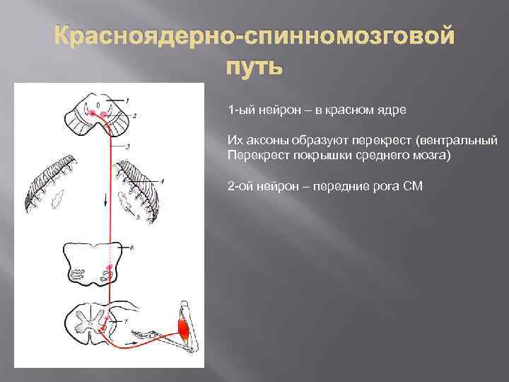 Красноядерно-спинномозговой путь 1 -ый нейрон – в красном ядре Их аксоны образуют перекрест (вентральный