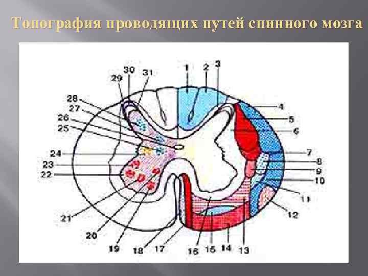 Топография проводящих путей спинного мозга 