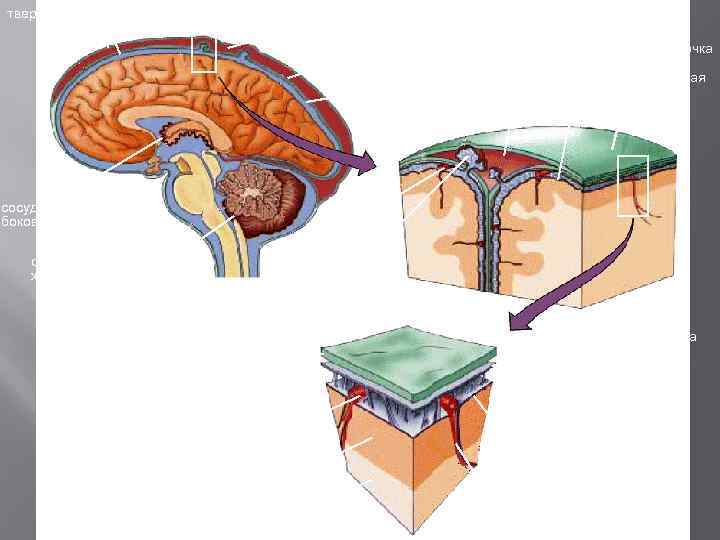 верхний сагиттальный синус твердая мозговая оболочка паутинная оболочка субарахноидальное пространство, заполненное СМЖ сосудистое сплетение
