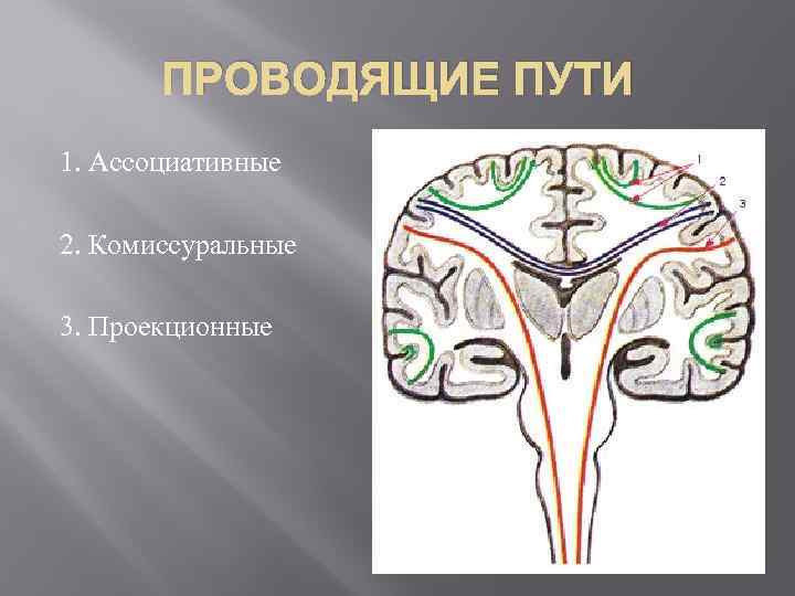 ПРОВОДЯЩИЕ ПУТИ 1. Ассоциативные 2. Комиссуральные 3. Проекционные 