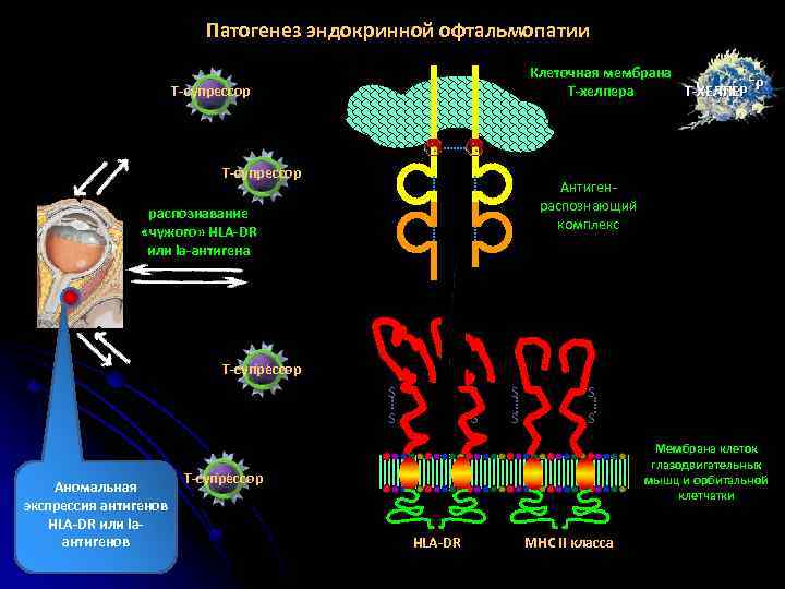 Патогенез эндокринной офтальмопатии Клеточная мембрана Т-ХЕЛПЕР Т-хелпера Т-ХЕЛПЕР Т-супрессор Антигенраспознающий комплекс распознавание «чужого» HLA-DR