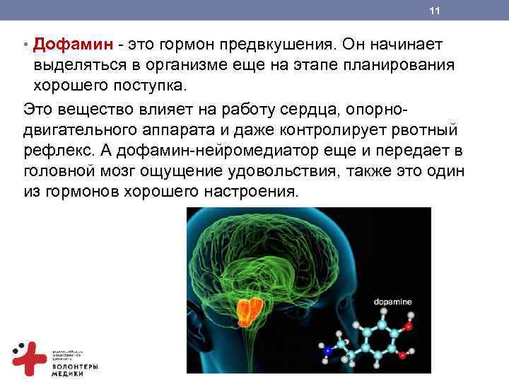 11 • Дофамин - это гормон предвкушения. Он начинает выделяться в организме еще на